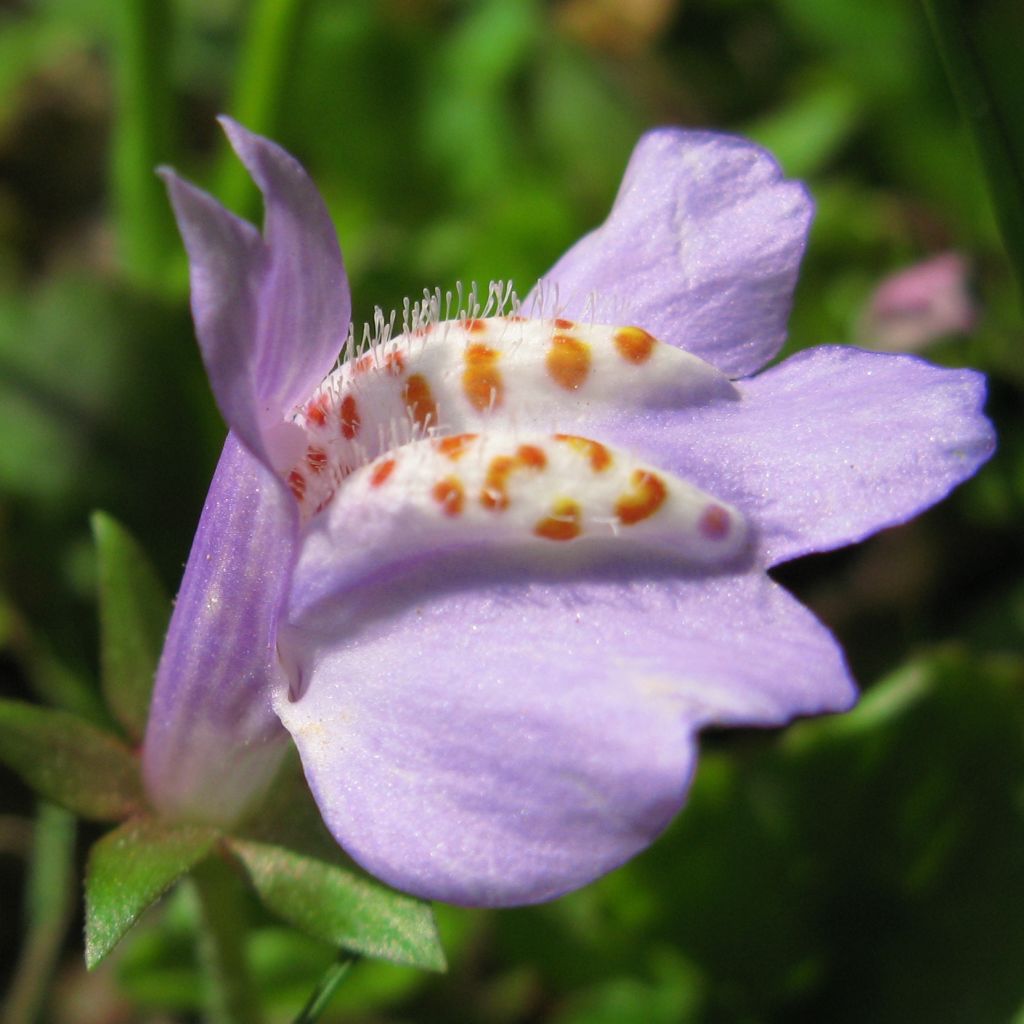 Mazus miquelii