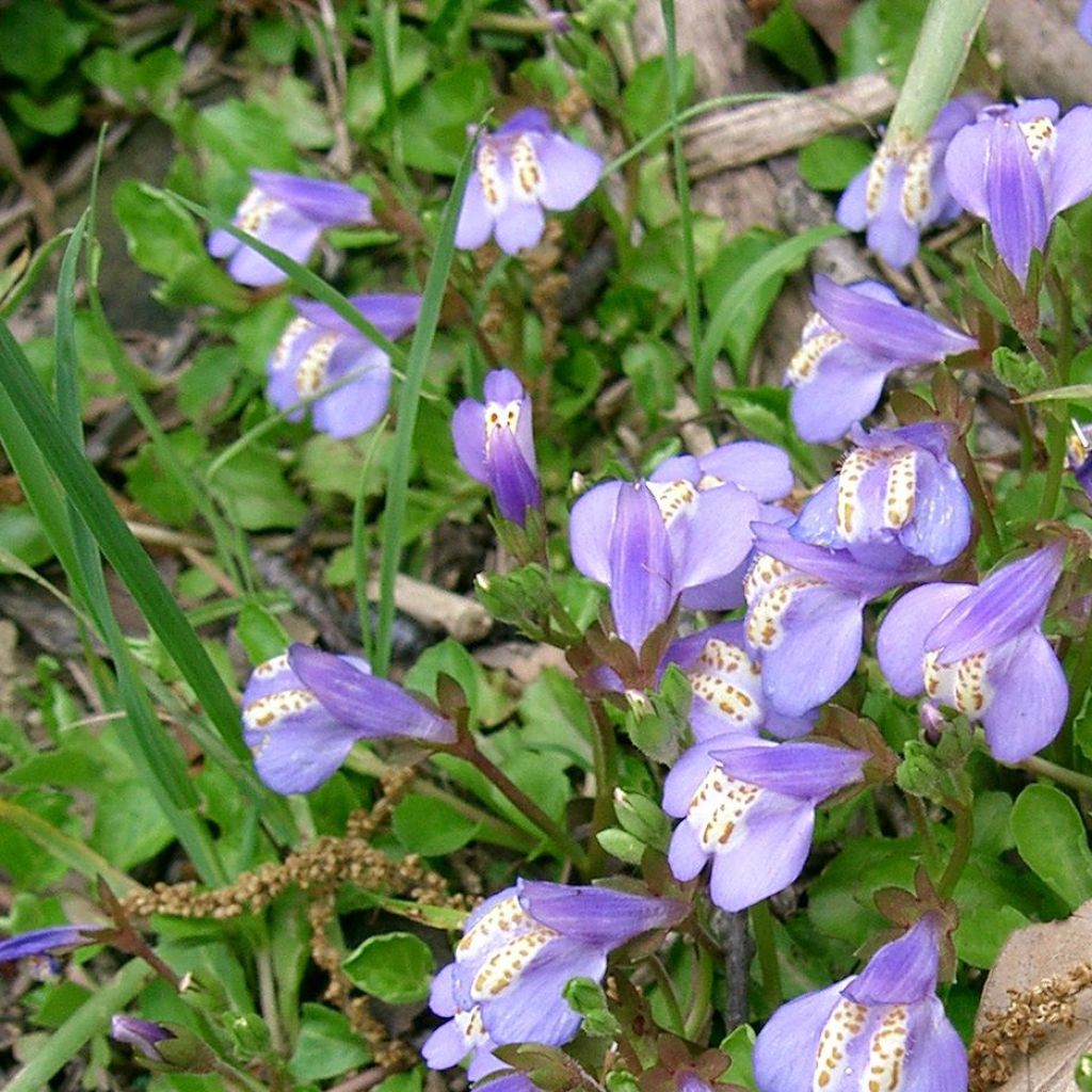 Mazus miquelii