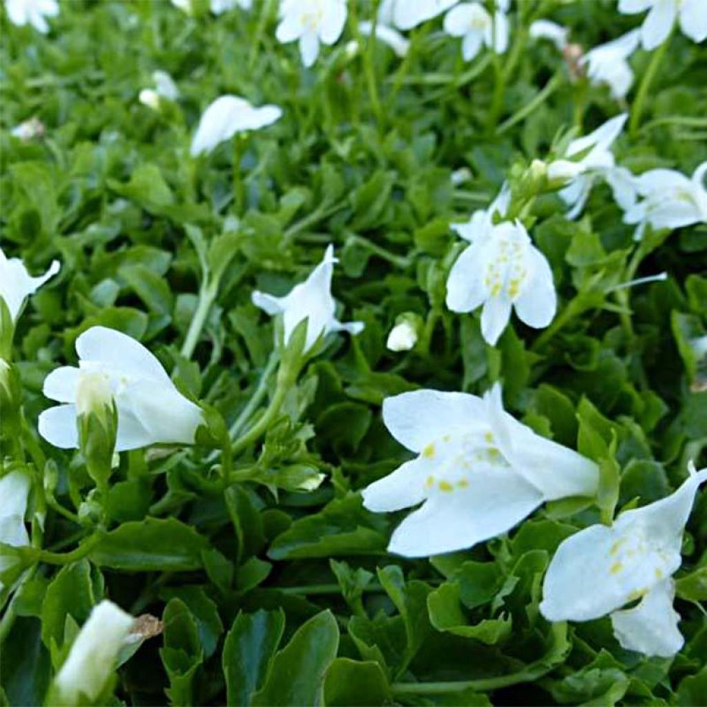 Mazus reptans Albus - Mazus rampant