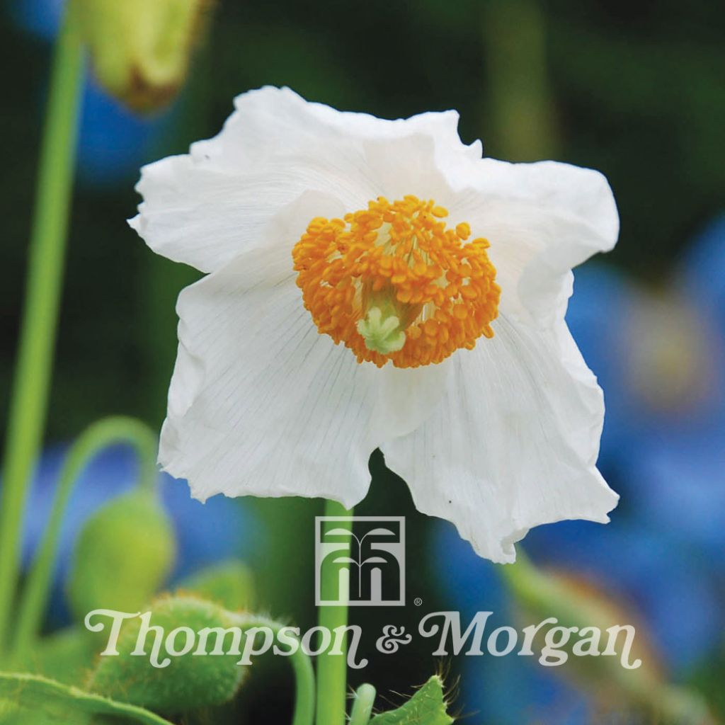 Meconopsis baileyi Alba