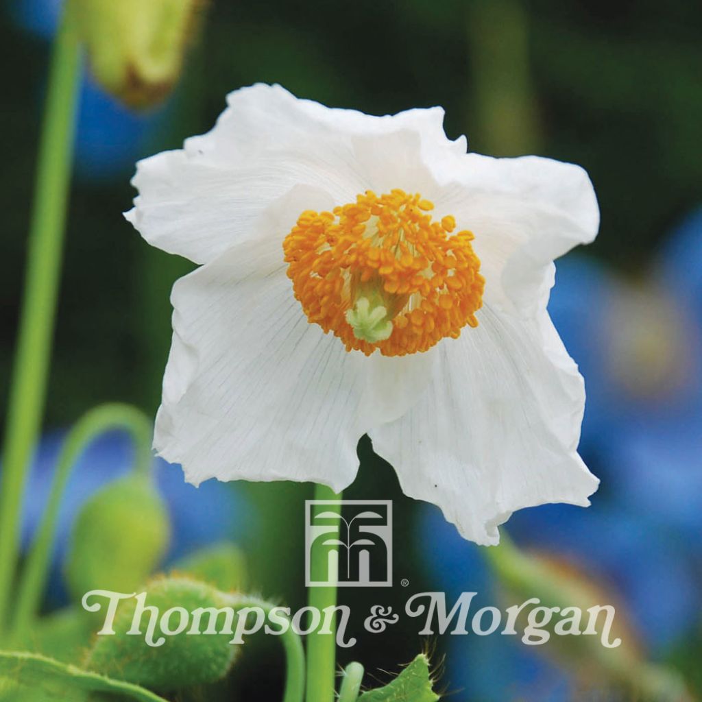 Meconopsis baileyi Alba 