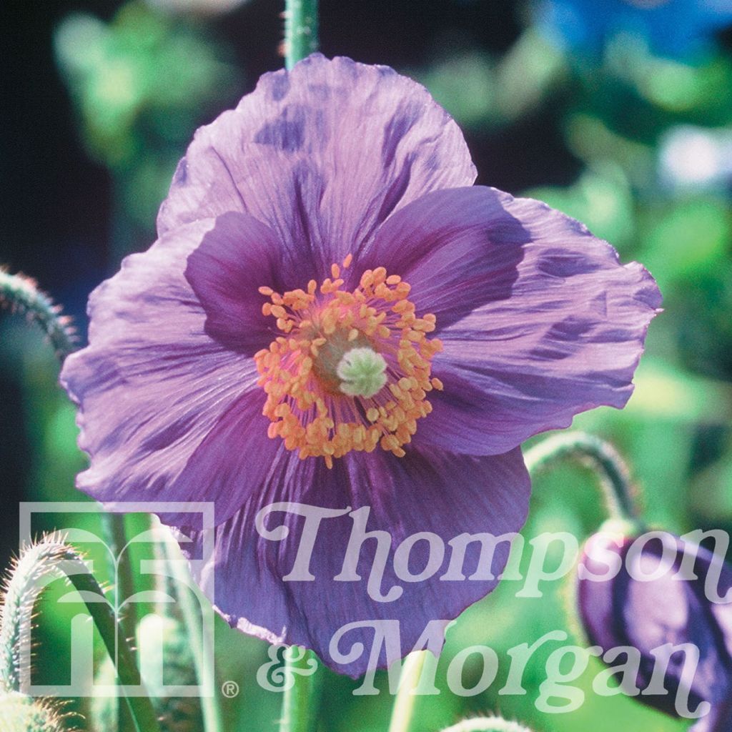 Meconopsis baileyi Hensol Violet