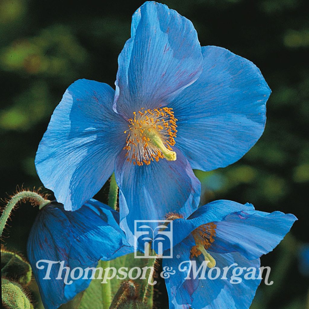 Meconopsis Grandis 