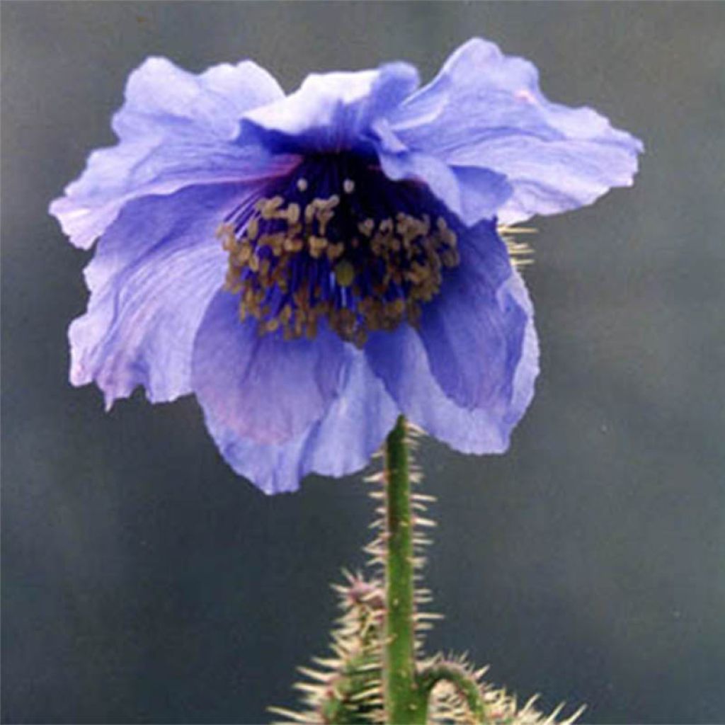 Pavot, Meconopsis horridula