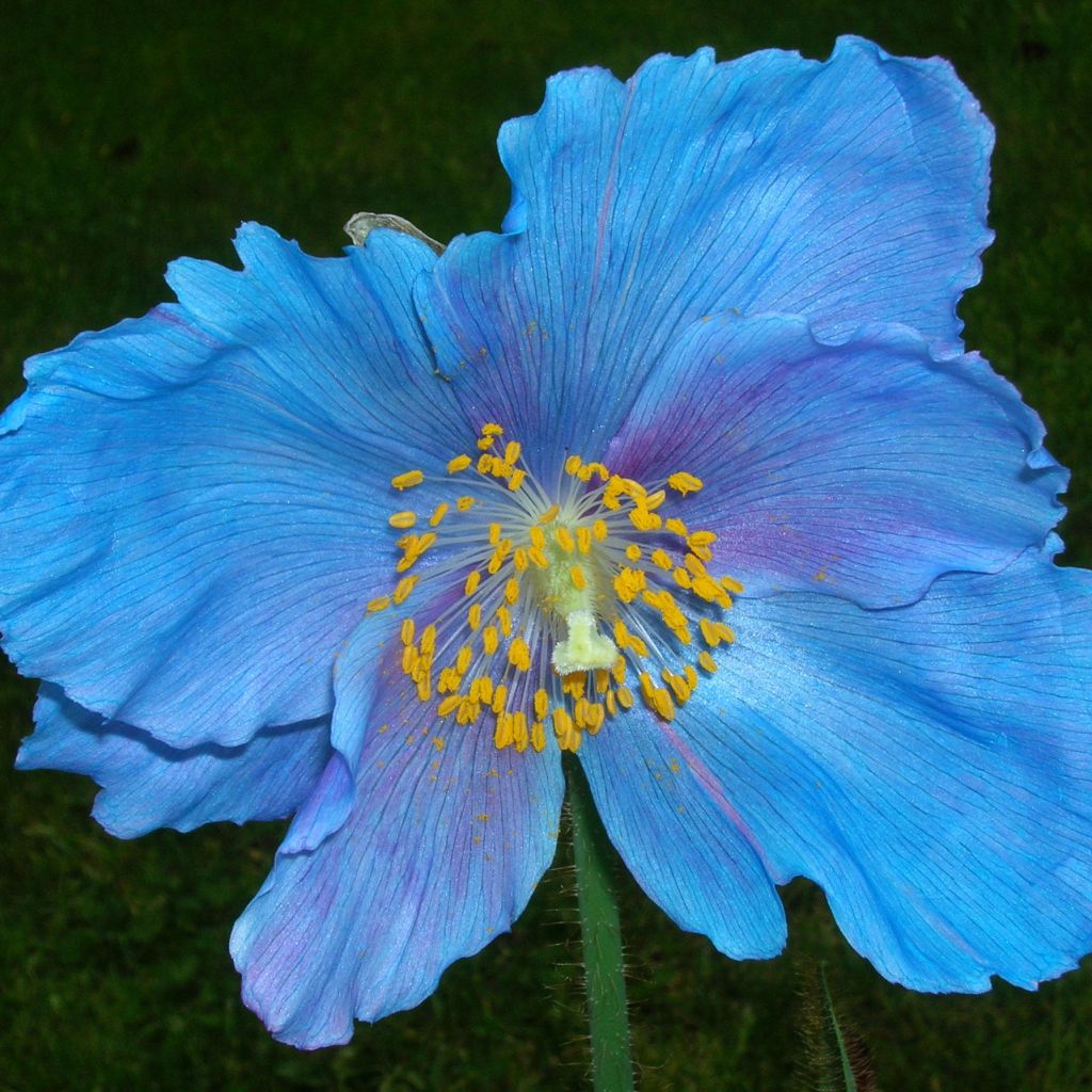 Pavot, Meconopsis sheldonii