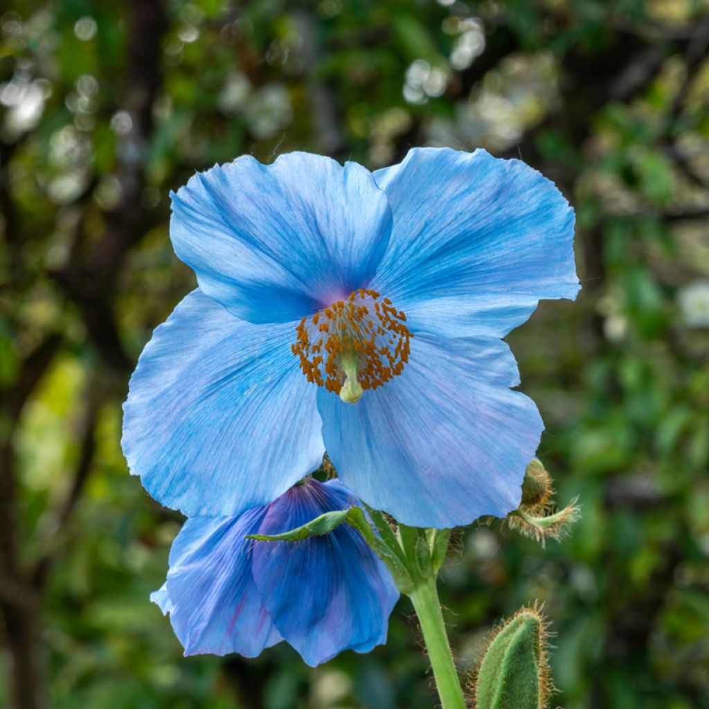 Meconopsis sheldonii Lingholm - Pavot bleu