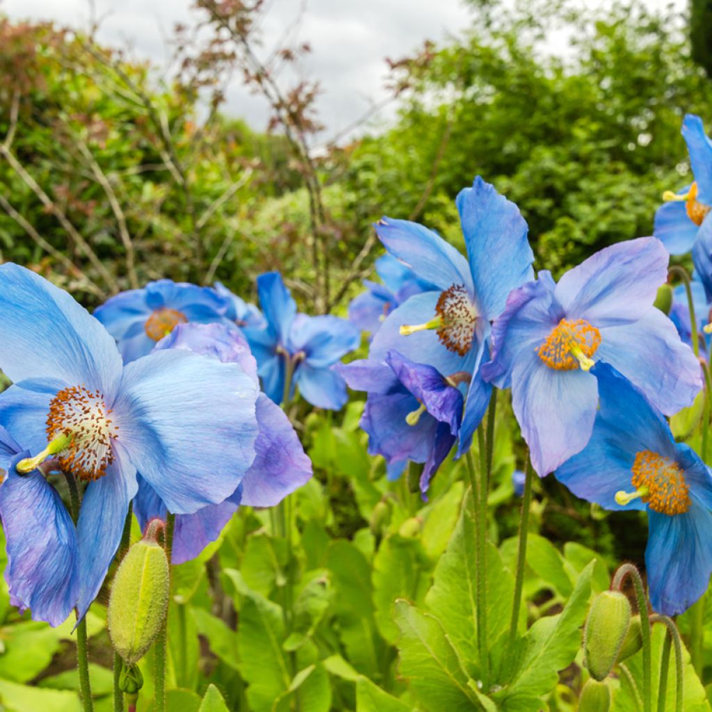 Meconopsis sheldonii Lingholm - Pavot bleu