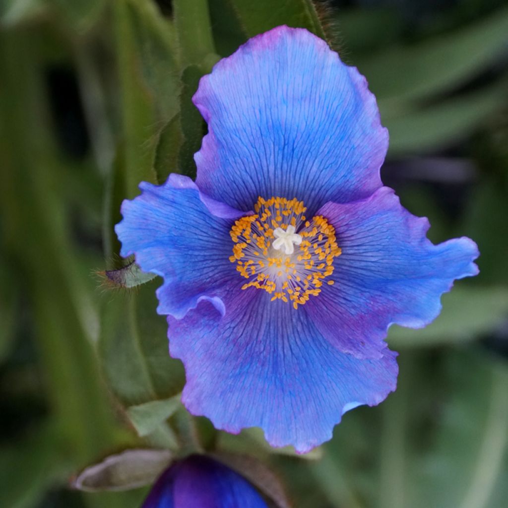 Meconopsis sheldonii Lingholm - Pavot bleu