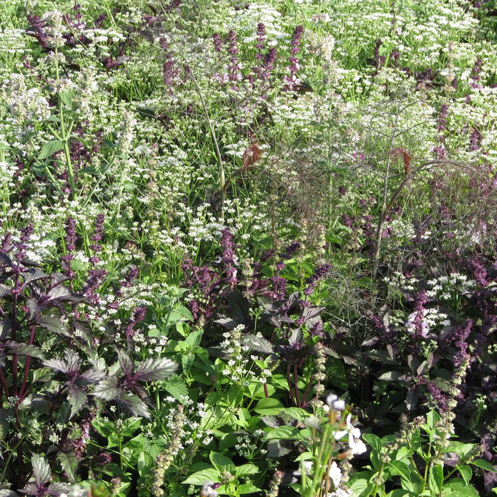 Mélange de fleurs pour éloigner les moustiques