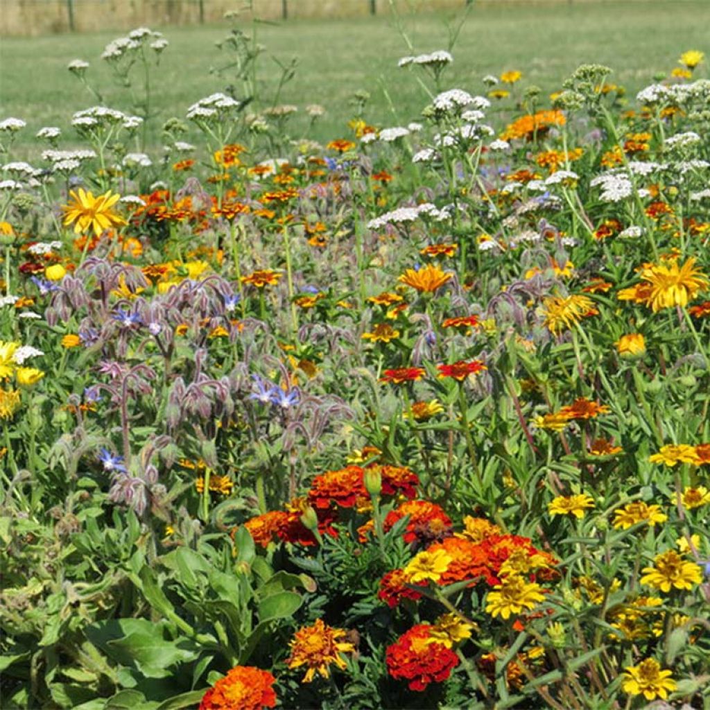 Mélange de fleurs pour limiter les limaces