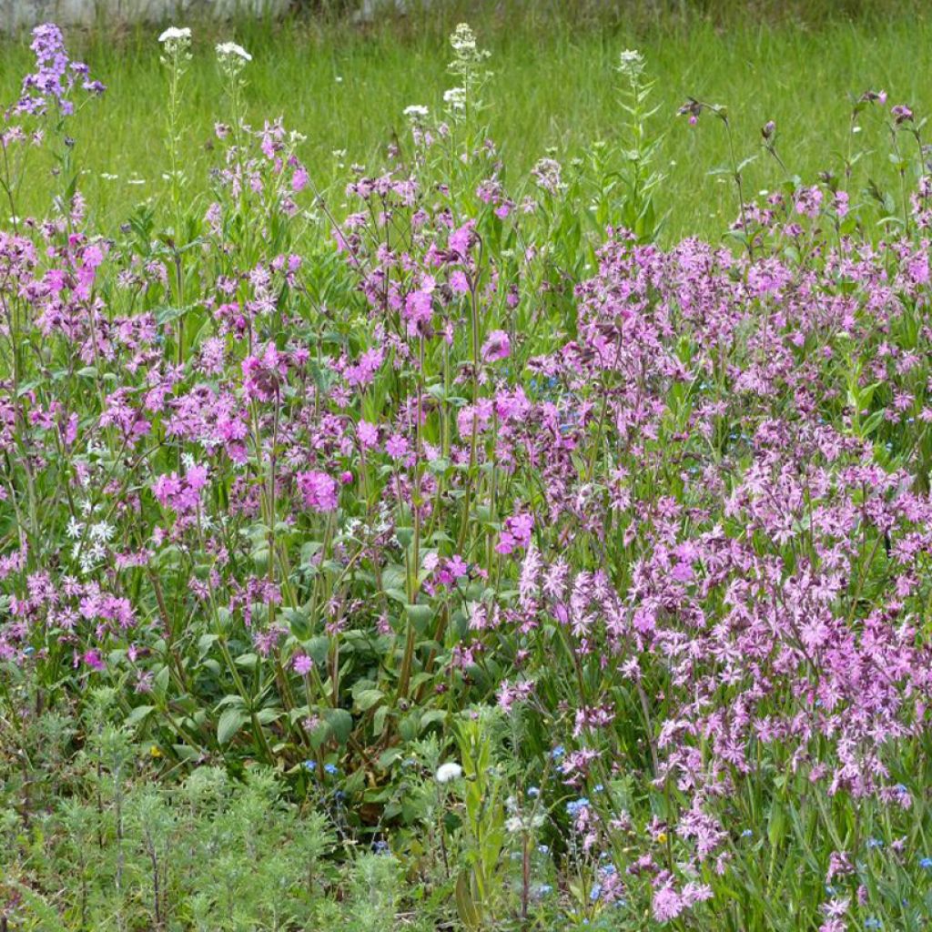 Mélange de fleurs sauvages Prairies Humides 