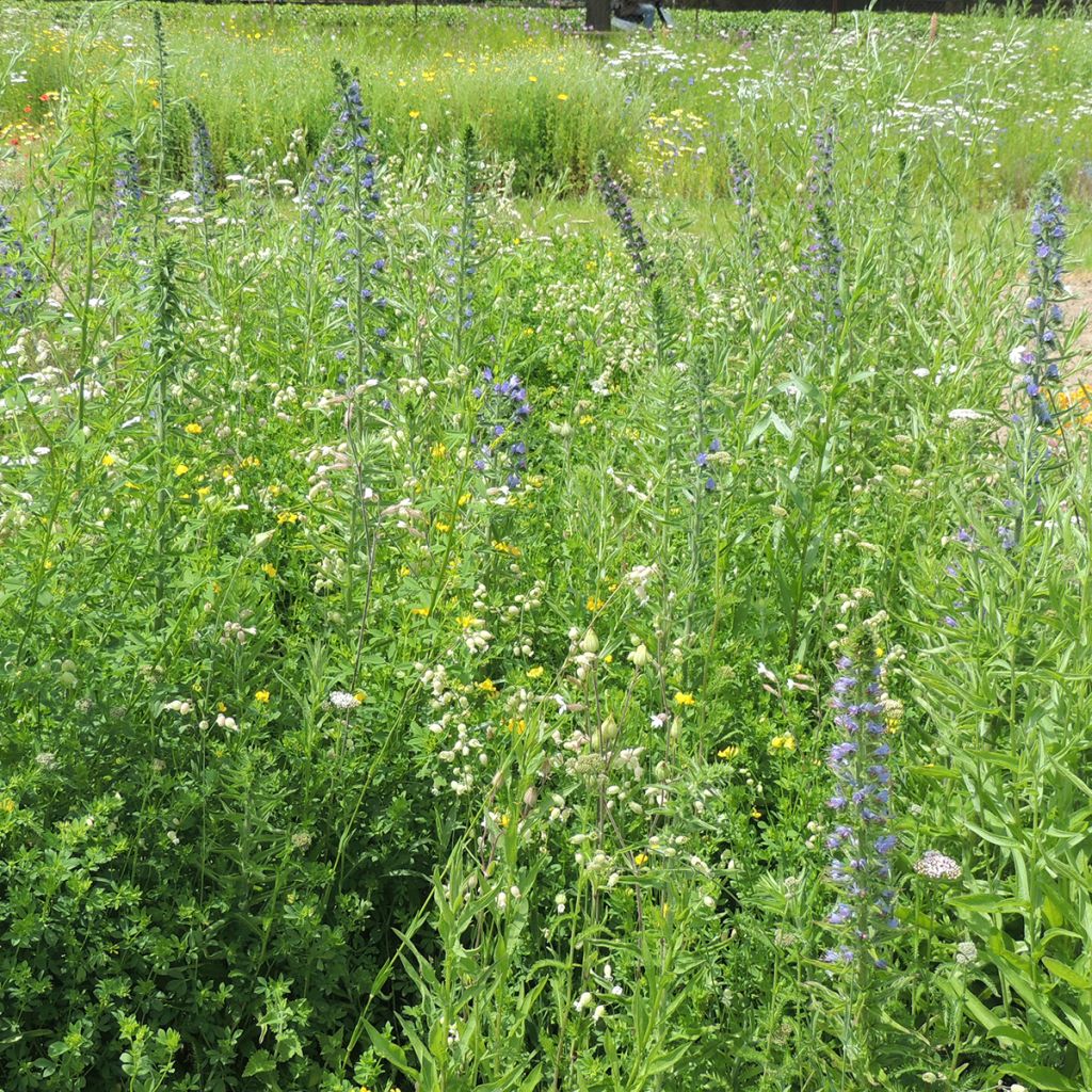 Mélange de fleurs sauvages pour Papillons