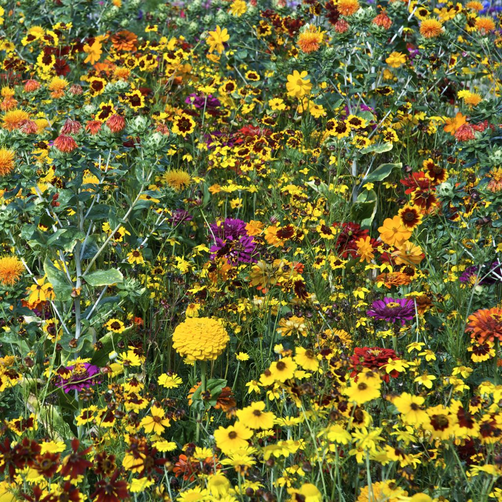 Mélange de fleurs tinctoriales