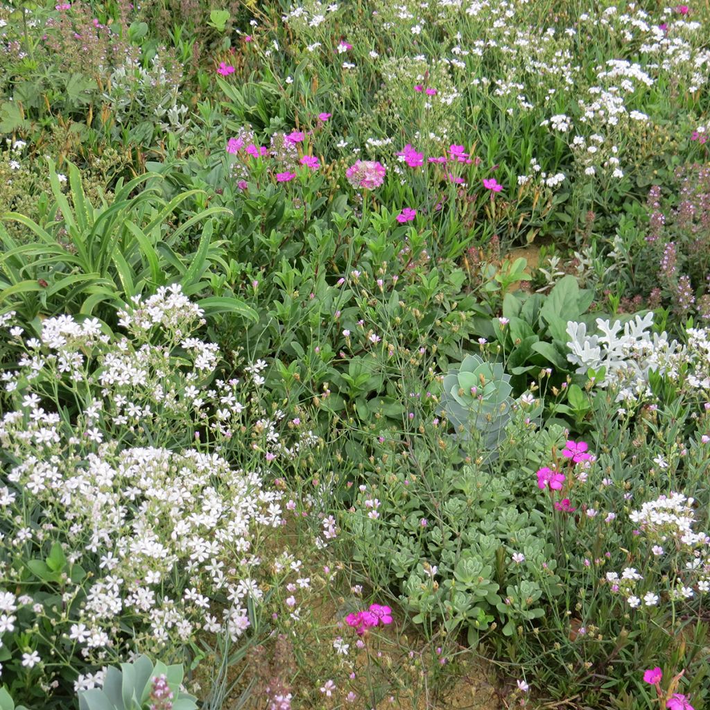 Mélange de fleurs vivaces couvre-sol, pour sols secs et superficiels