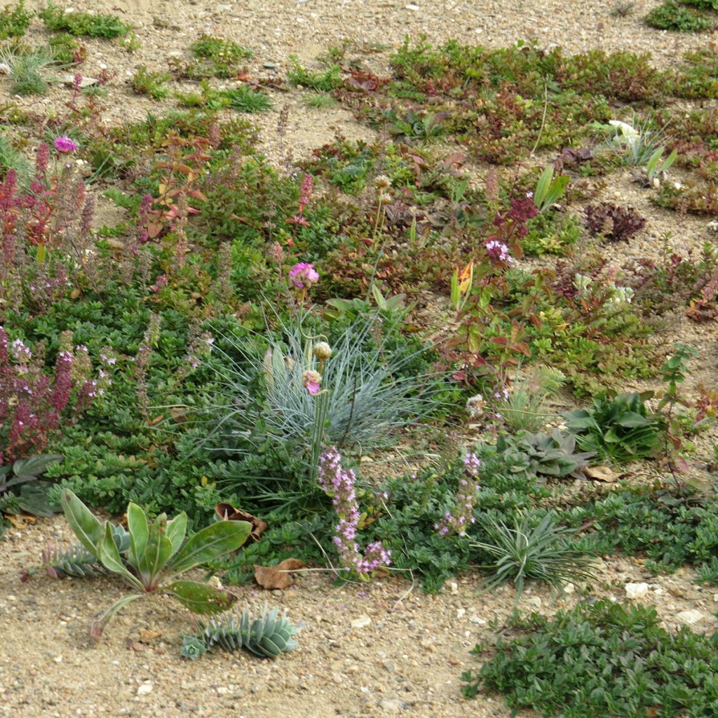 Mélange de fleurs vivaces couvre-sol, pour sols secs et superficiels