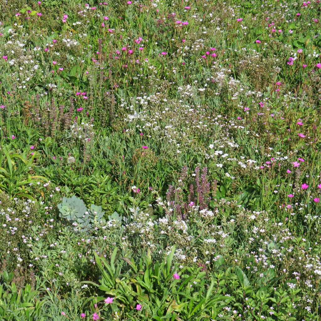 Mélange de fleurs vivaces couvre-sol, pour sols secs et superficiels