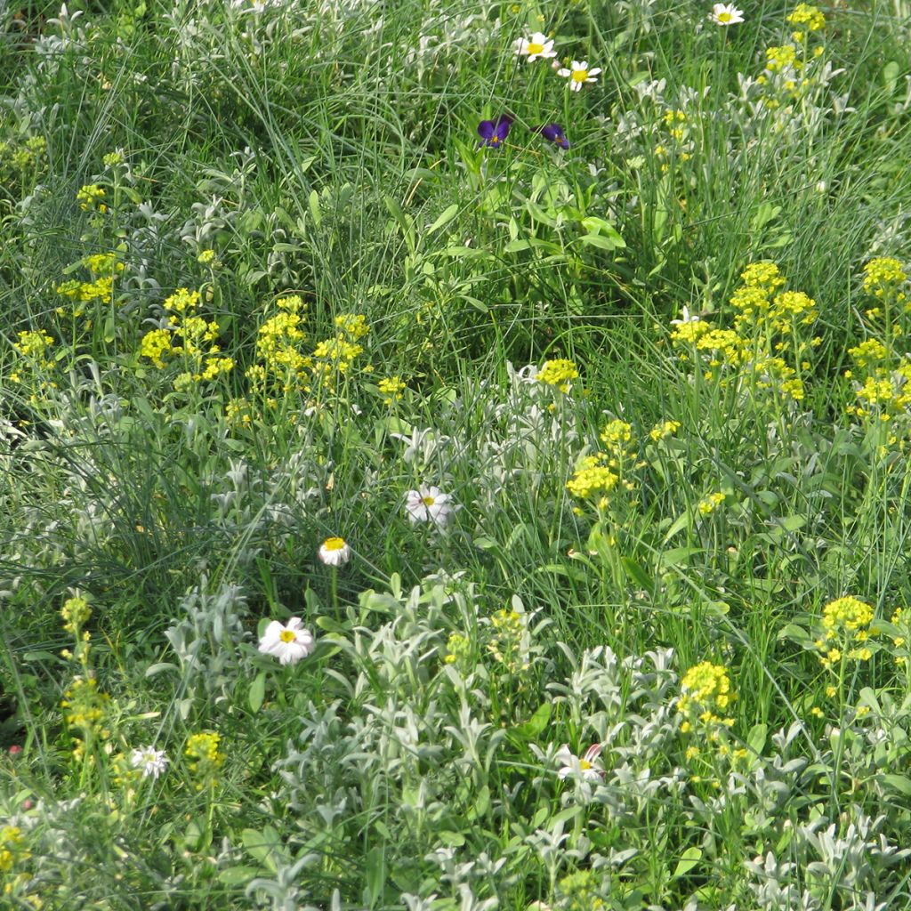 Mélange de fleurs vivaces couvre-sol, pour sols secs et superficiels