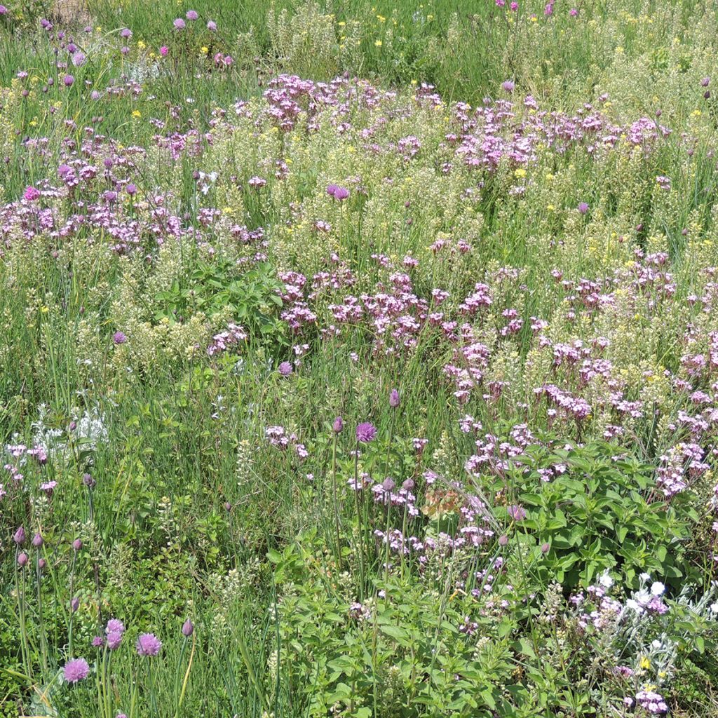 Mélange de fleurs vivaces couvre-sol, pour sols secs et superficiels