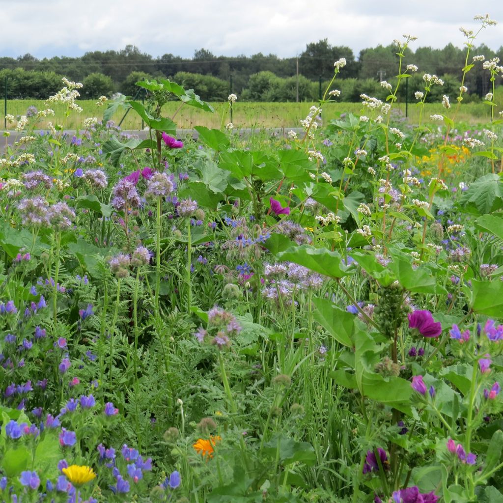 Mélange de graines mellifère pour abeilles