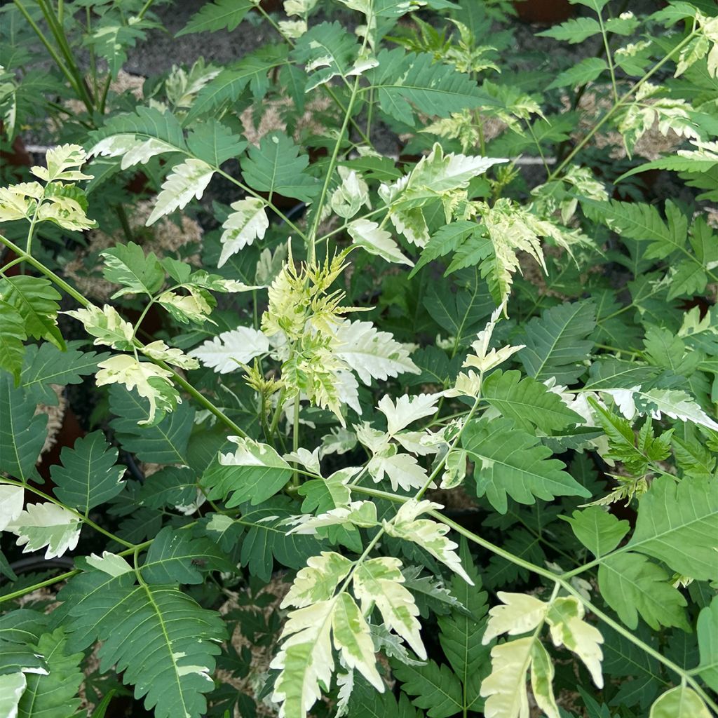 Melia azedarach Jade Snowflake - Margousier panaché