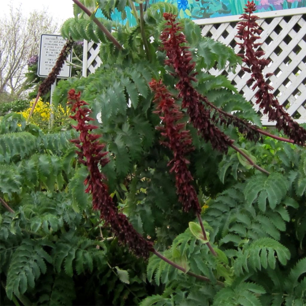 Melianthus major - Grande mélianthe