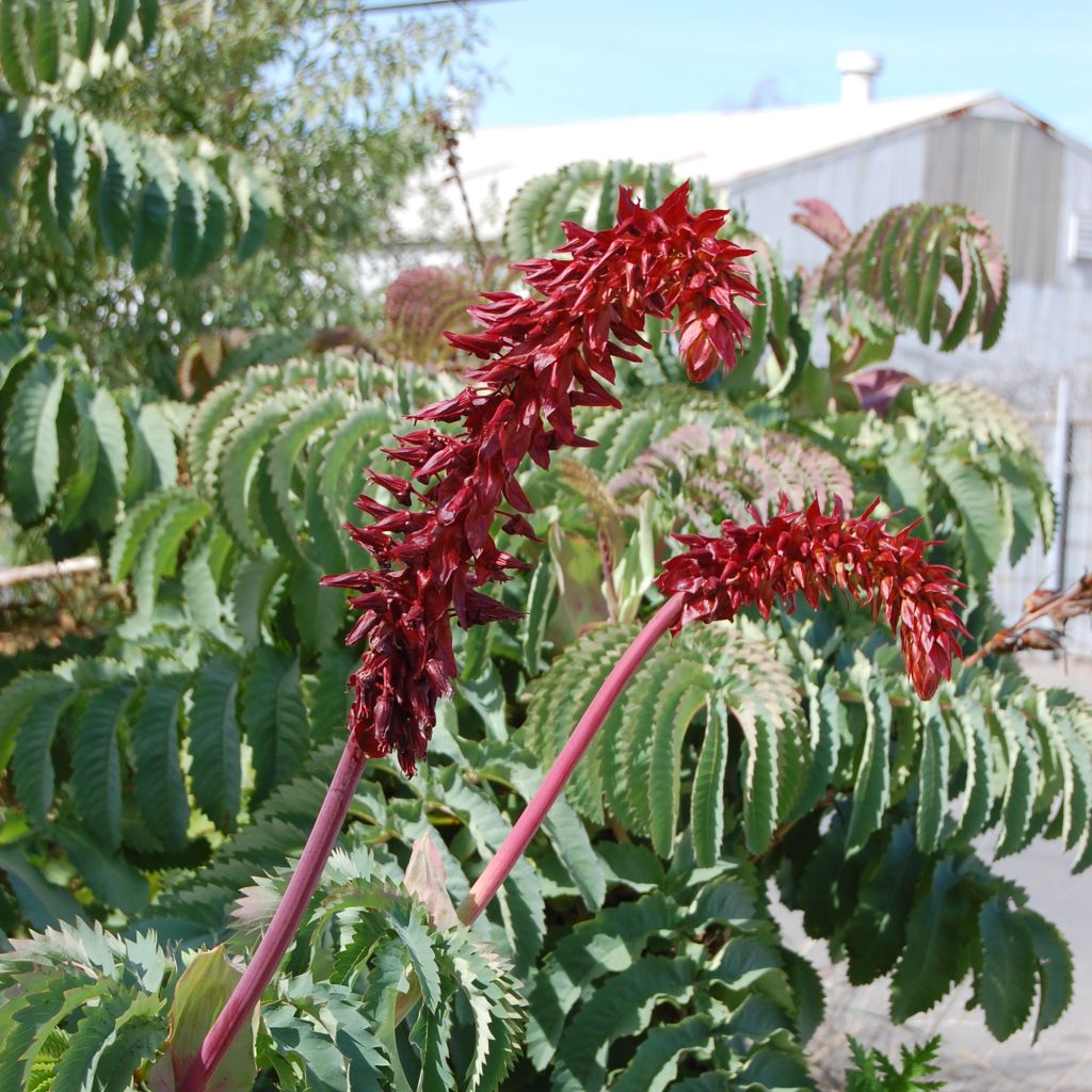 Melianthus major - Grande mélianthe