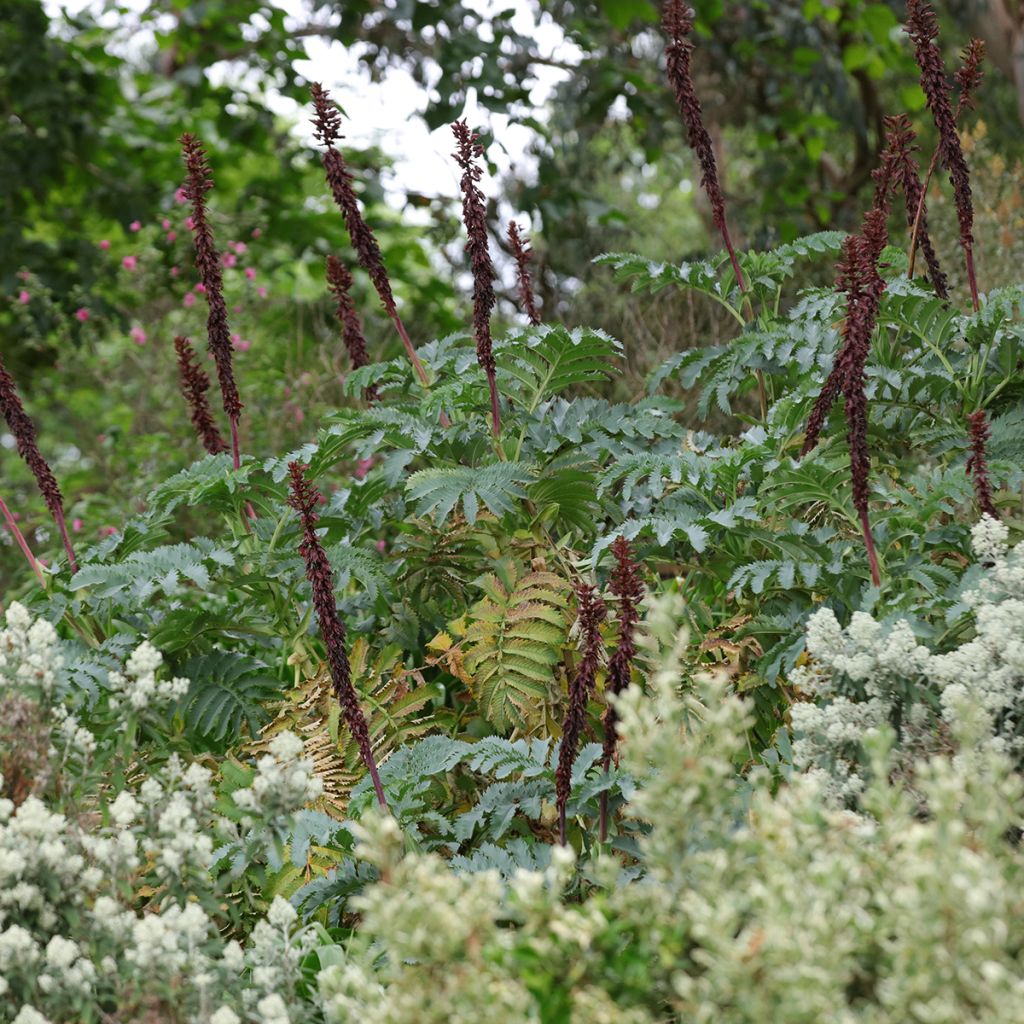 Melianthus major - Grande mélianthe