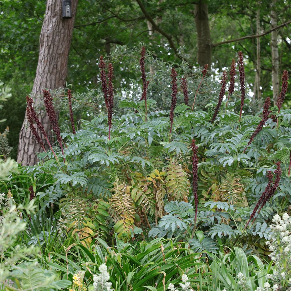 Melianthus major - Grande mélianthe