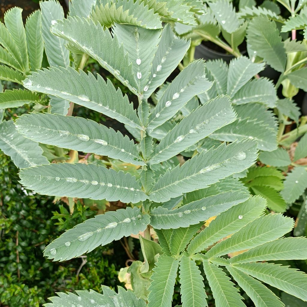 Melianthus major - Grande mélianthe