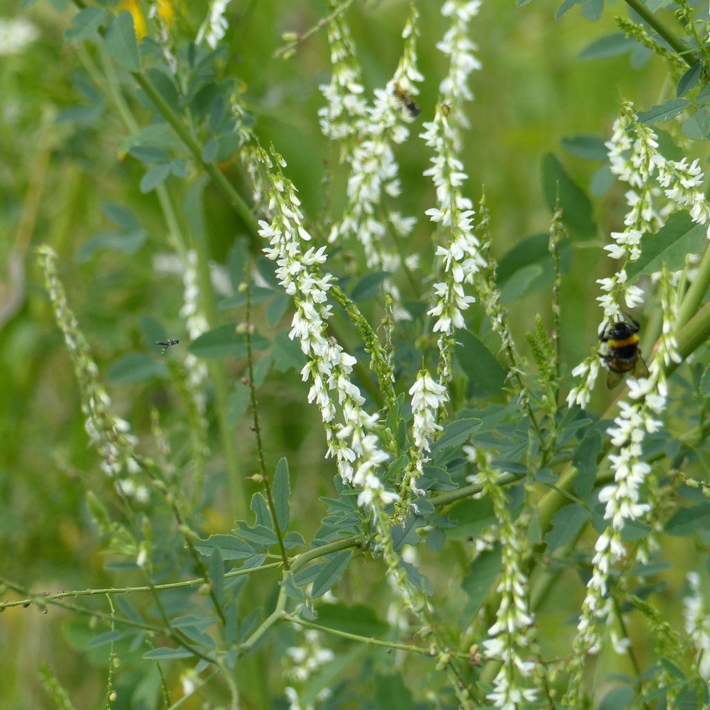 Graines de Mélilot blanc - Melilotus albus