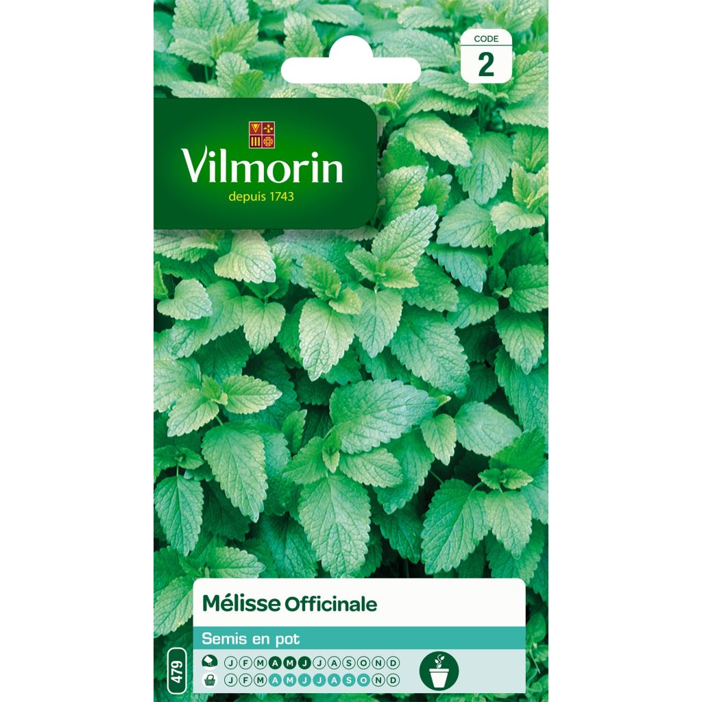 Mélisse officinale - Vilmorin