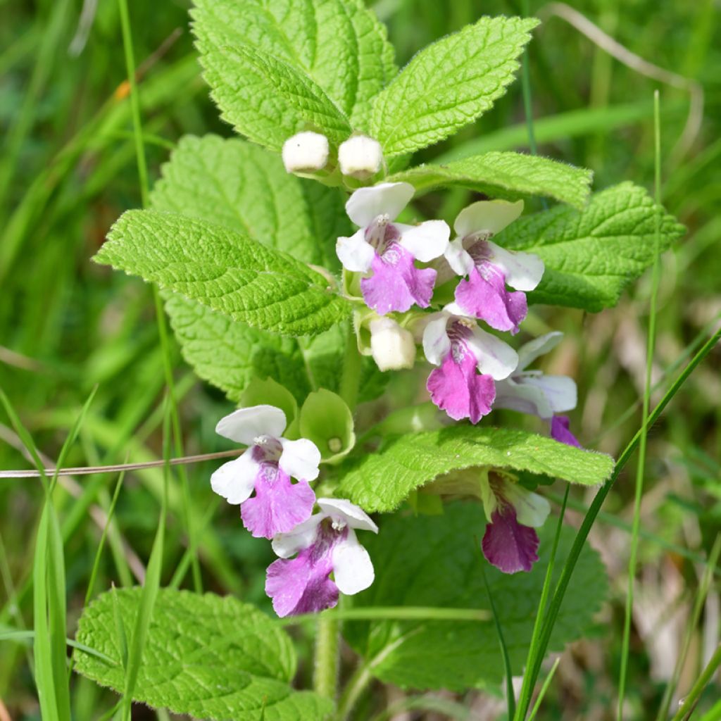 Mélitte - Melittis melissophyllum Royal Velvet