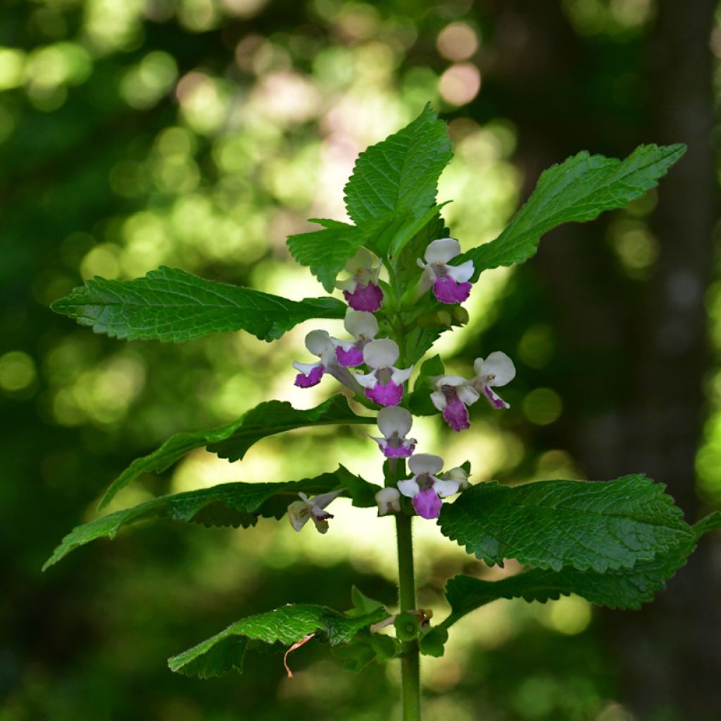 Mélitte - Melittis melissophyllum Royal Velvet