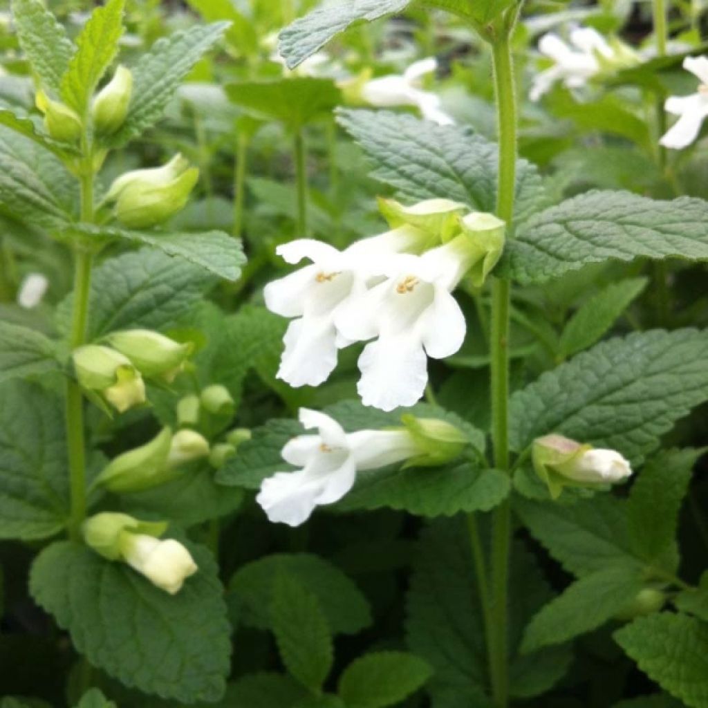 Mélitte, Melittis melissophyllum Alba