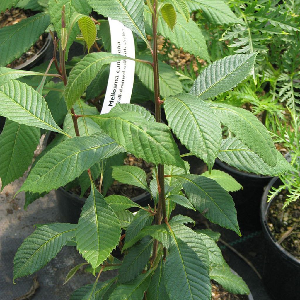 Melliosma dilleniifolia cuneifolia 