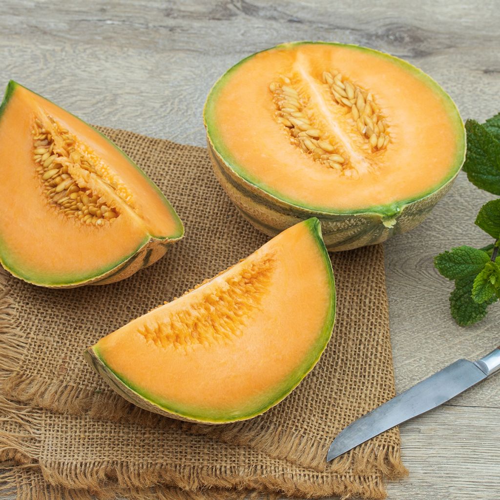 Melon Charentais - Cucumis melo