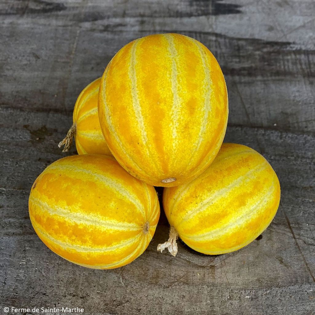 Melon Mango Bio - Ferme de Sainte Marthe