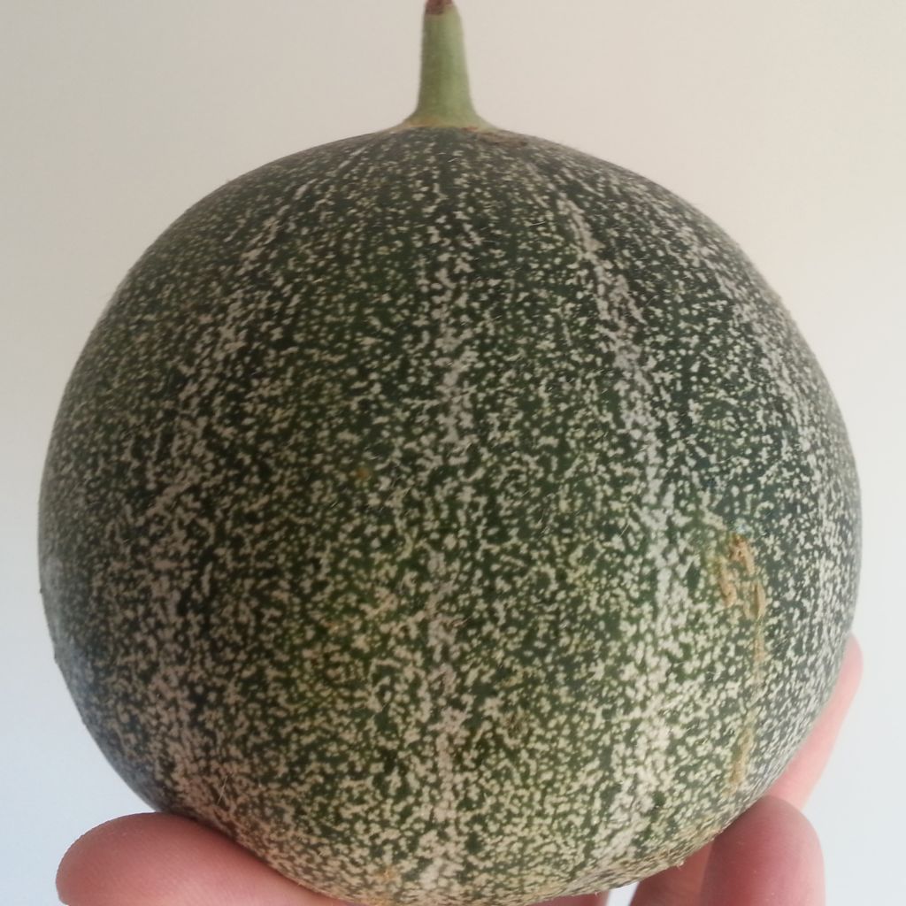 Melon Petit gris de Rennes