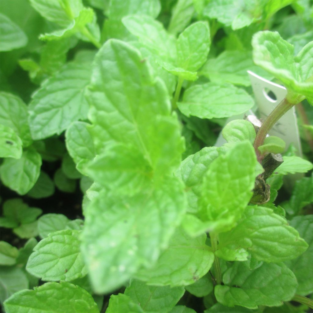 Mentha Chinoise - Menthe Chinoise