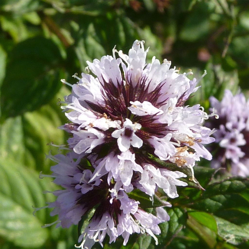 Mentha Citron - Mentha citrata