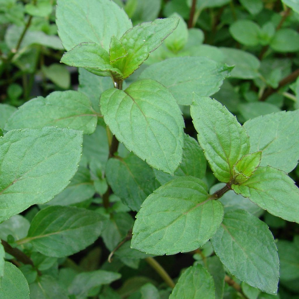 Menthe x  smithiana rubra BIO