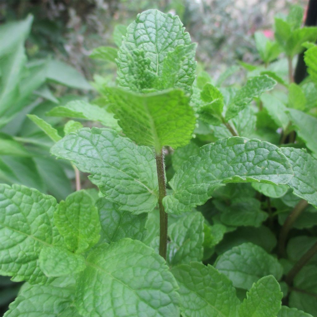 Menthe africaine BIO - Mentha capensis