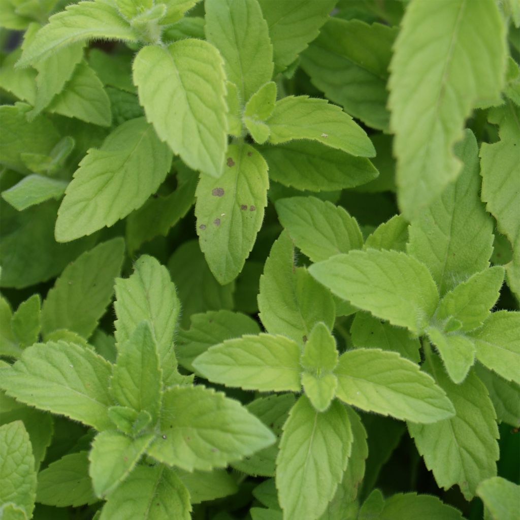 Mentha banane - Mentha arvensis Banana