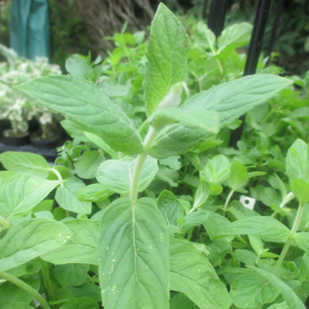 Mentha buddleiana - Mentha buddleia