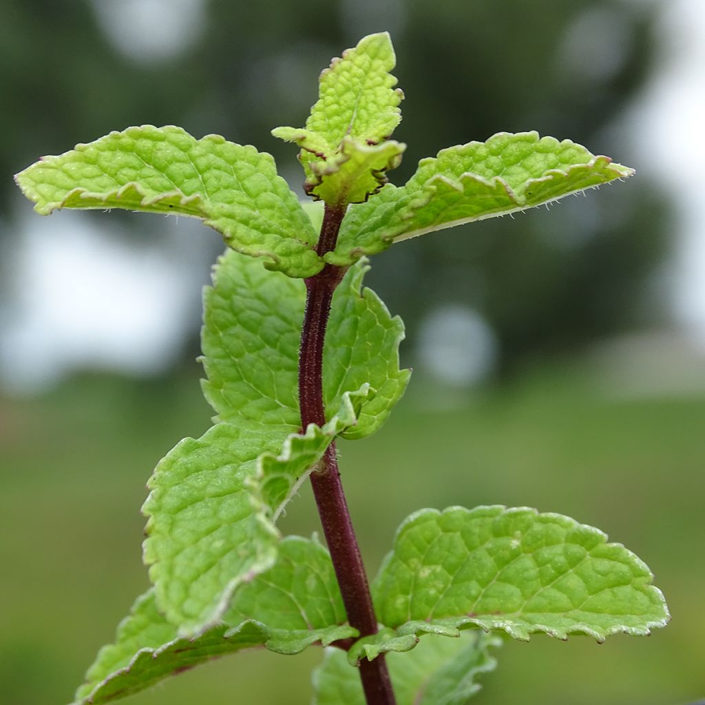 Menthe Chinoise BIO - Mentha  haplocalyx