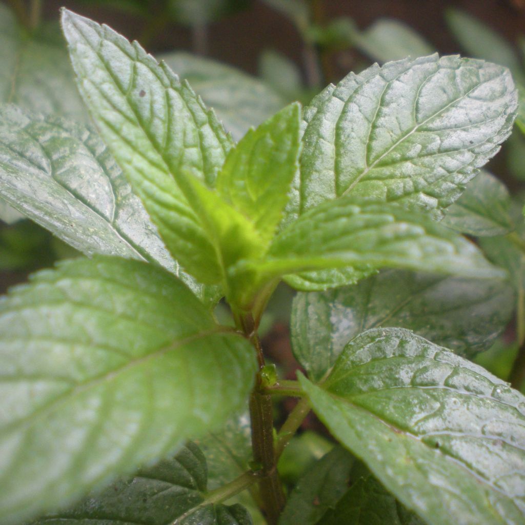 Menthe Romana Rossa BIO - Mentha piperita