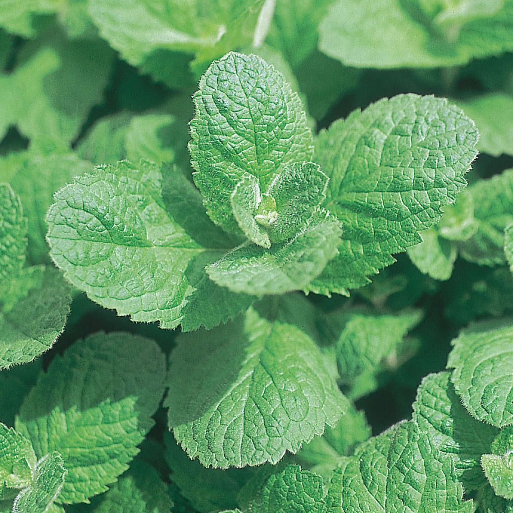 Menthe pomme BIO en plants - Mentha suaveolens Applefruit