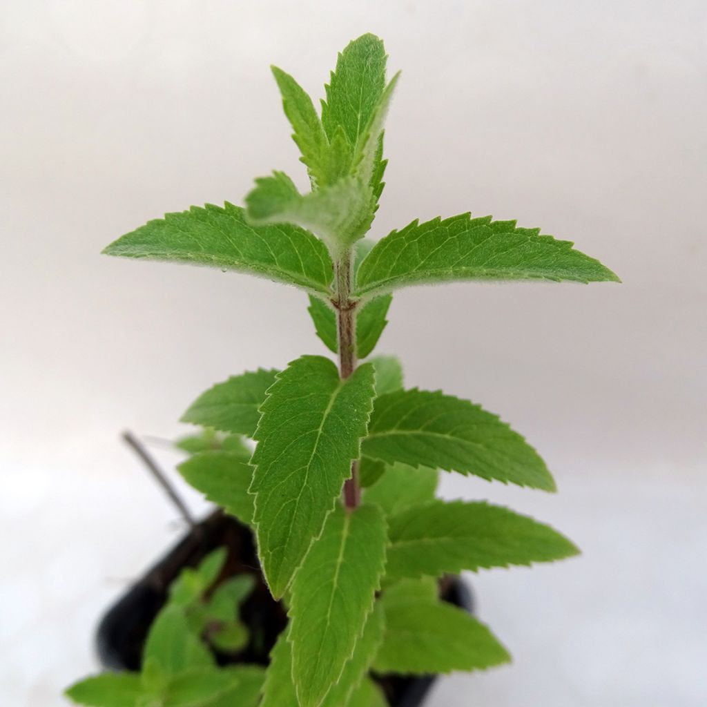 Menthe x  smithiana rubra BIO