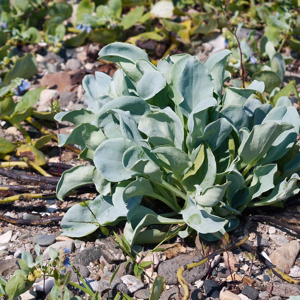 Mertensia maritima, plante huître - Graines