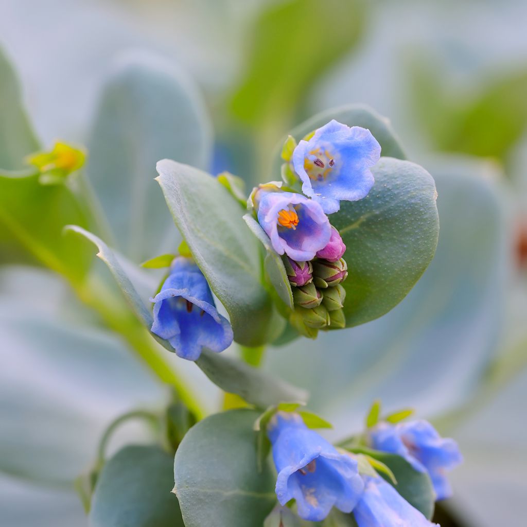 Mertensia maritima, plante huître - Graines